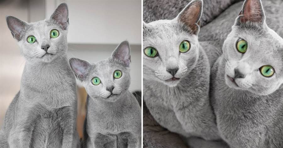 網友的兩只俄羅斯藍貓，眼睛都美得像「綠寶石」，看一眼立馬愛上