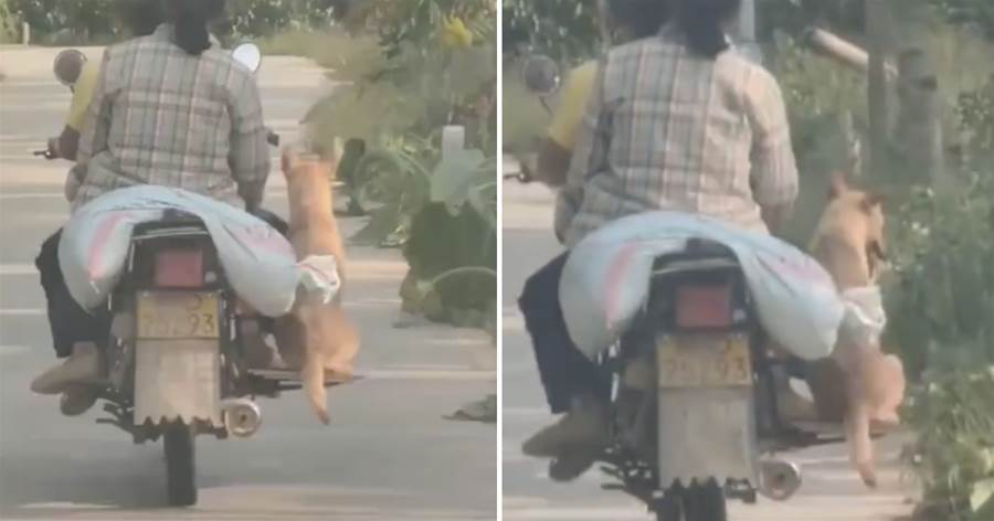 主人在摩托車上，給狗狗安裝專屬「座椅」，網友笑噴：這個座椅有點顛簸