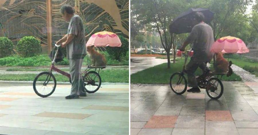 大爺騎車帶著狗狗，還貼心的給它也準備了小傘遮雨，幸福的模樣！