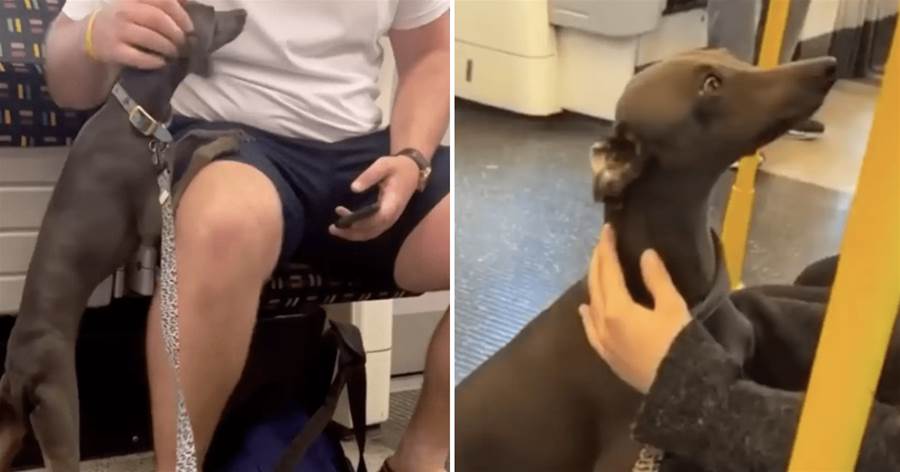 有只狗狗專門在通勤的捷運上，主動去找陌生乘客貼貼，被路人頒發「治愈犬獎」：超暖心~