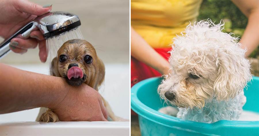 狗狗洗澡「一天」1次和「一周」1次，哪個更健康？別怪沒提醒你
