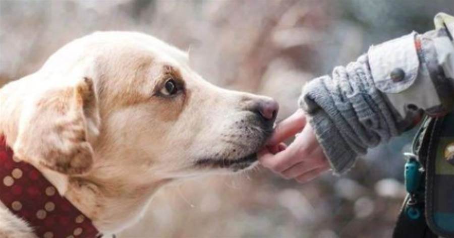 狗狗這常見的6個行為，都是「愛主人」的表現，全中你就是「人生贏家」