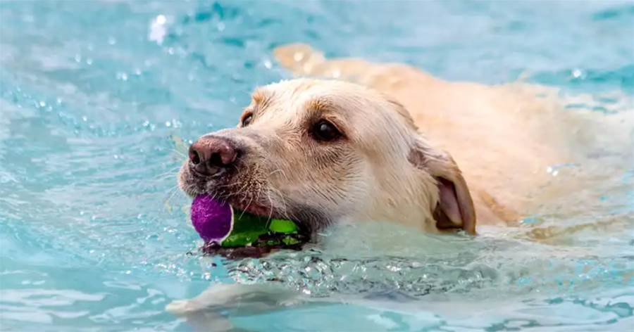 警告！不是所有狗都會游泳，這4種狗游泳就是「送命」