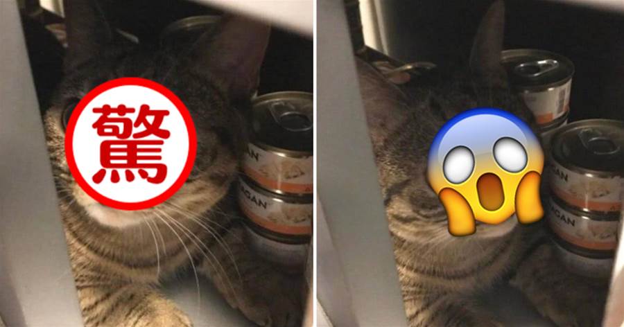 主人肚子餓去冰箱找吃的，無意和貓咪對視一眼，貓咪滿臉震驚：你是來偷吃我的罐罐嗎？