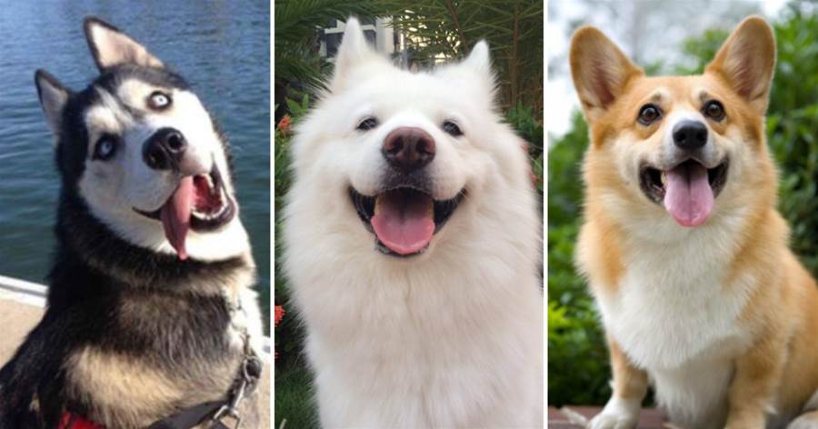 「難養」真不是騙你的，這6種看起「無害」的狗，一般人不敢養！