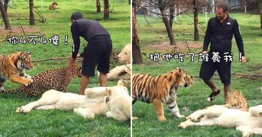 豹子想「突襲」飼養員，沒想到卻遭到老虎的「如來神掌」：你把它吃了誰養我？