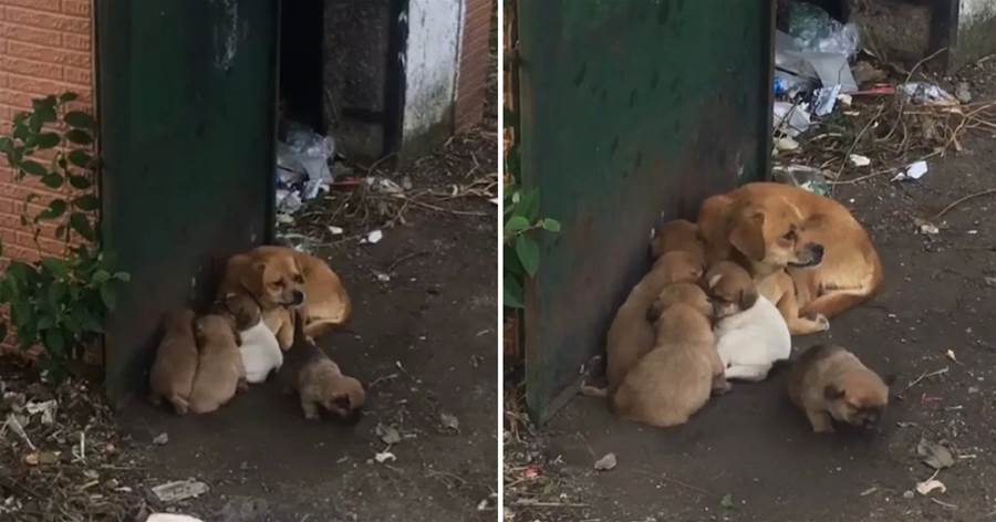 心酸！流浪狗在垃圾站旁安家，還生下了5只可愛的小狗，但卻無人敢靠近