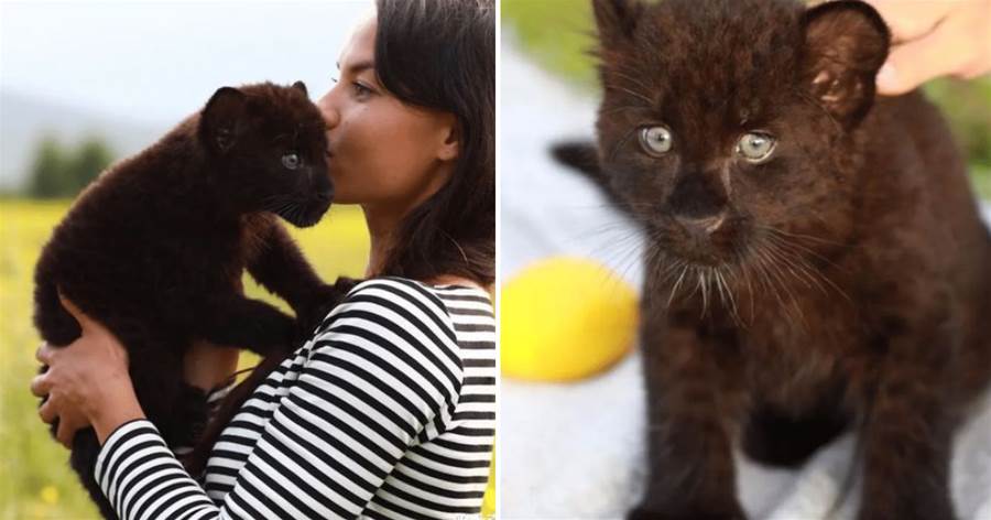黑色奶貓主動求收養，一個月后發現越長越奇怪，醫院檢查時獸醫震驚：這不是普通貓！