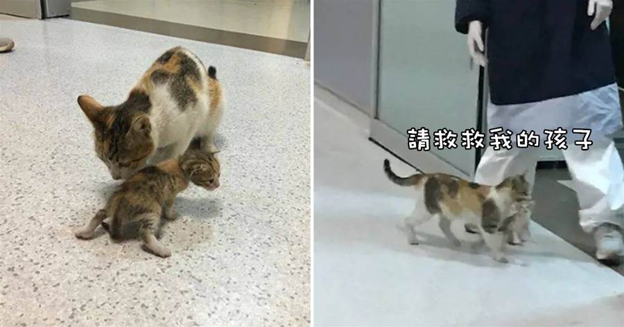 貓媽叼著小貓到醫院求助，為報恩留在醫院當「小護士」，感動無數網友：母愛太偉大了