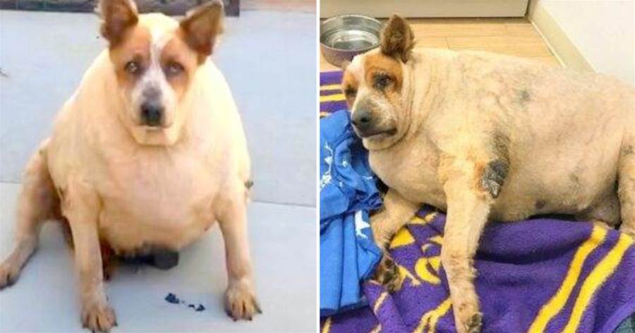 浪浪患病體重飆升到116磅，暖心主人不離不棄幫忙訓練，2個月后狗狗的變化引網大贊！