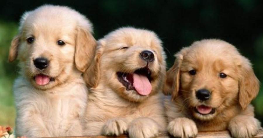 盤點最多狗用的名字，「旺旺」居榜首，你家狗重名了嗎？