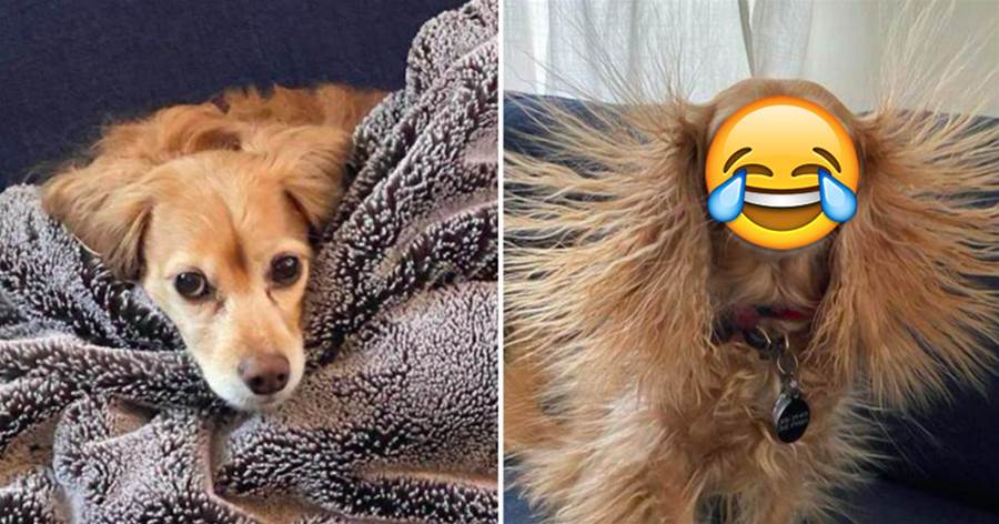 狗狗用了羊毛毯子，第二天全身毛髪都豎起來了，網友笑噴：變成獅子王了？