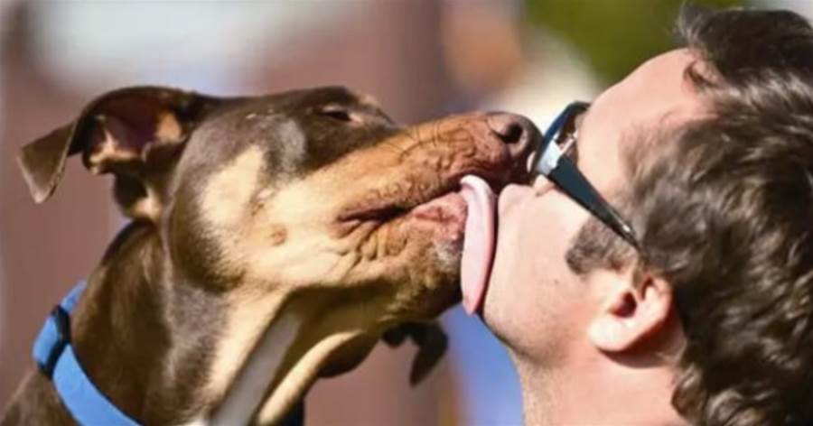 狗為何會喜歡舔人？除了有表達愛意，這5點也不可忽視