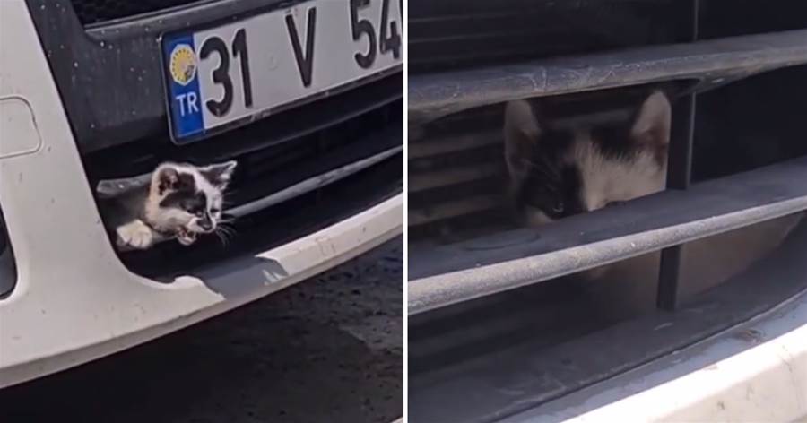 小貓因為好奇鉆進了汽車卡槽被卡住，貓媽媽急壞只能向人類求救：救救我的孩子