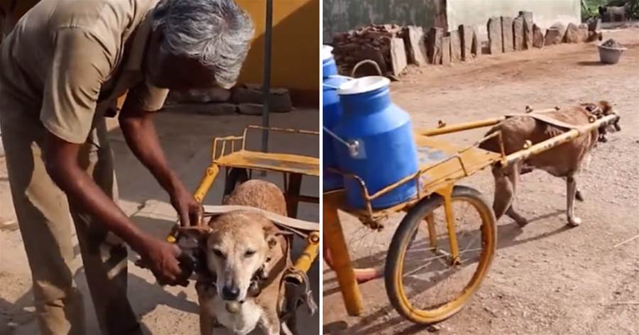 狗狗為了報恩，每天往返15公里幫主人收牛奶，8年時間從不間斷！