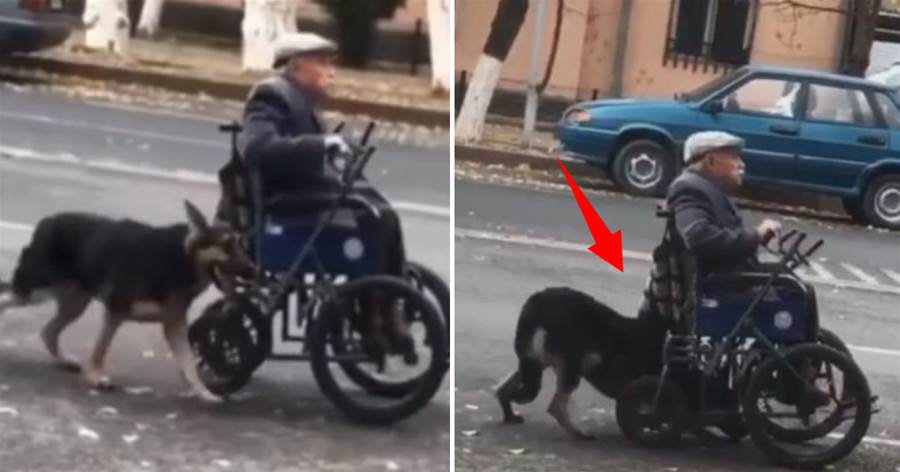 看到狗狗幫老人家推輪椅，路人看到想幫忙卻被拒！主人：只接受它的幫助