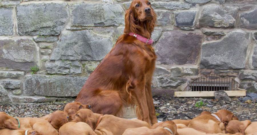 狗媽一胎生15只小狗差點破紀錄，一年后再相聚的場面令人動容！