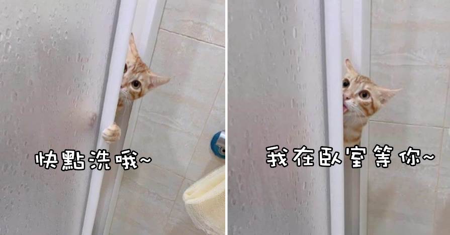 鏟屎官正在洗澡，突然一個腦袋探了進來，貓：怎麼還沒洗好啊！