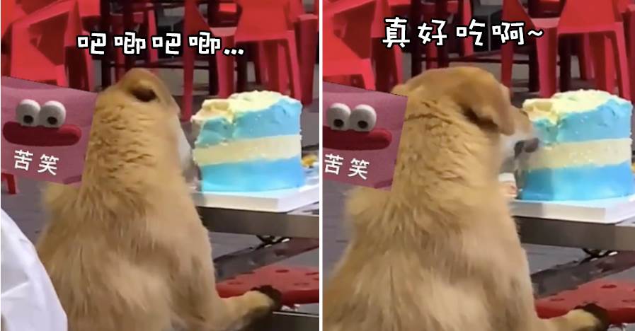 朋友在外過生日，蛋糕卻被流浪狗給偷吃了！狗：不如把我當做「禮物」收下