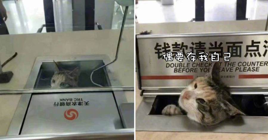 流浪貓跑到銀行「辦業務」，將腦袋伸到窗口內，貓：我要存自己
