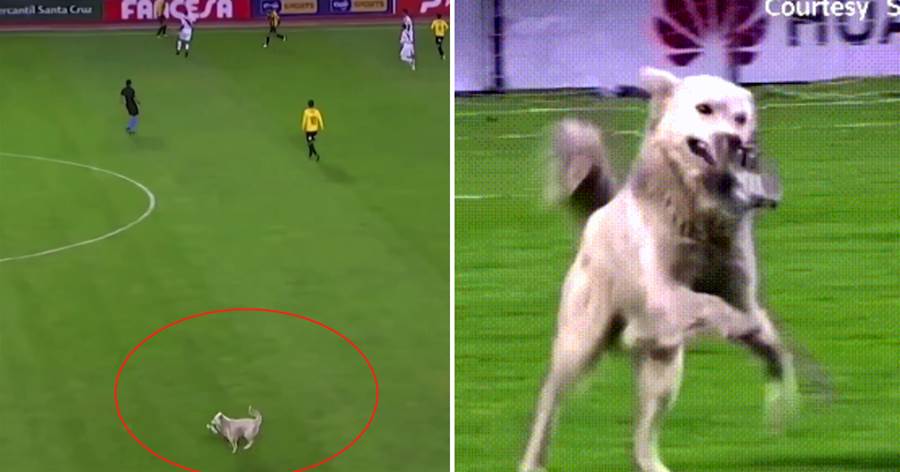 流浪狗誤闖入足球比賽，被裁判「罰」出場后，幸運被球員收養了
