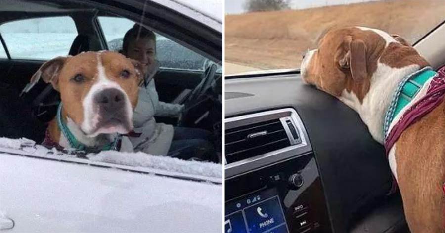 狗狗被偷走離家3000多公里，15位好心人開車接力：送你回家