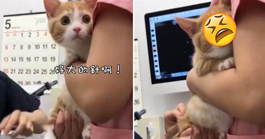 主人帶貓咪去醫院打針，貓咪一臉委屈抱著主人：偶不要打針