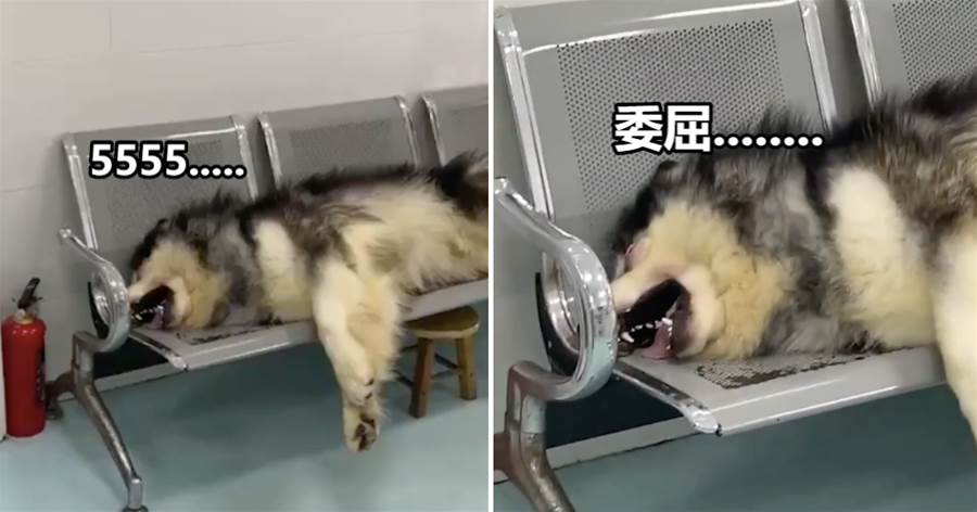 狗狗因為打架輸了，躺在醫院的椅子上大哭起來，網友笑噴:還以為聽到了防空警報