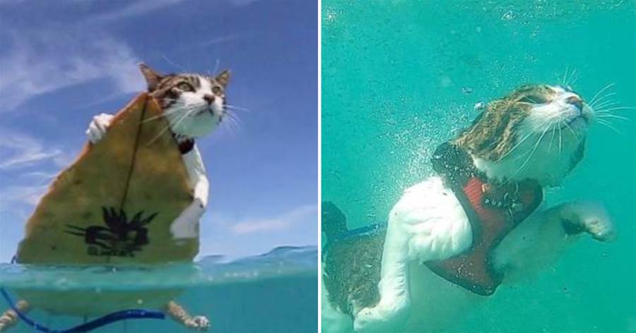 夫妻收養了「一見鐘情」的貓咪，沒想到竟是「游泳健將」沖浪潛水樣樣行，網友直呼：撿到寶了！