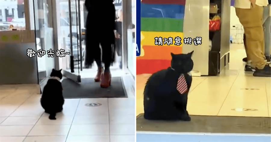 流浪貓賴在商店里不走，老板干脆給它買了領結，讓它當起迎賓員：自己養活自己