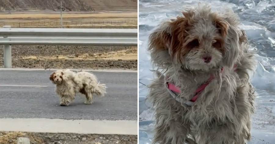 女子西藏旅游遇流浪狗，零下十度心酸帶其回家，狗子反應讓她淚奔：過來，我養你！
