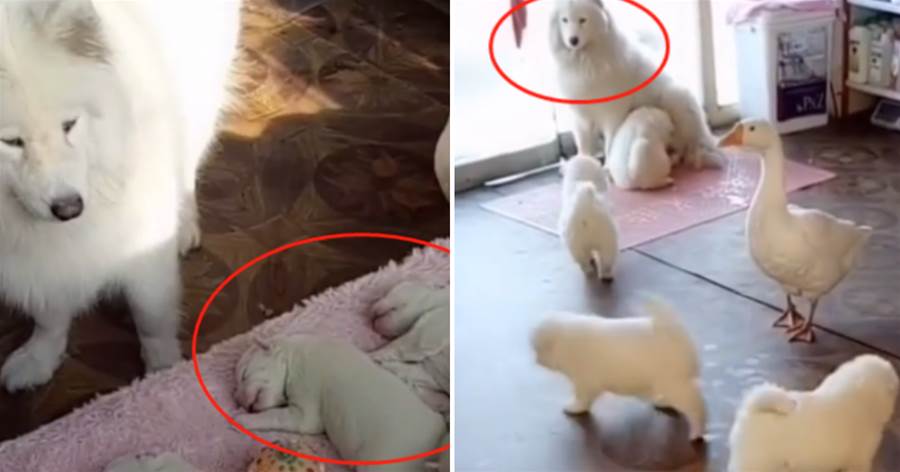 大白狗生了6只小狗，全被大白鵝搶去，狗媽只好認慫：惹不起