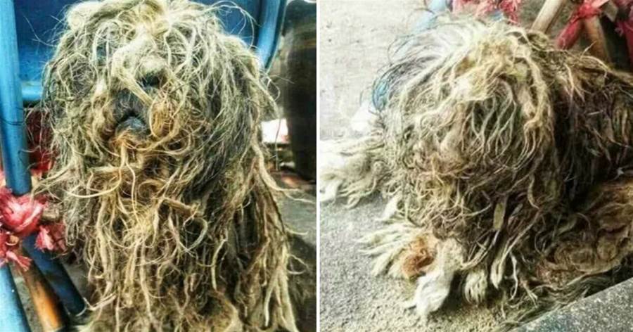 狗狗流浪3年，被嘲笑是「爛樹根」，獸醫領養一年后，牠卻成了網紅：看誰敢說丑？！