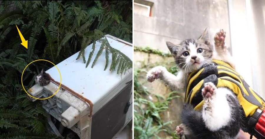 流浪小貓被洗衣機卡住，貓媽卻愛莫能助，搬家時干脆將它「拋棄」