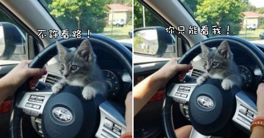 小貓停車場「碰瓷」，上車后還霸占了方向盤：不許看路，看我！
