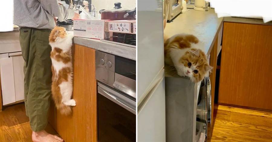 為看主人洗碗，貓咪展現出超強臂力，網友齊呼：看著就累