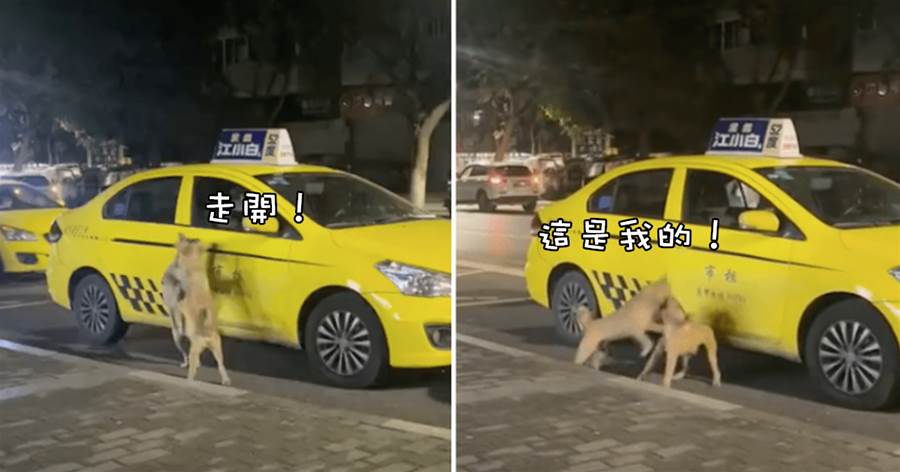 兩狗子在出租車前打成一片，路人在勸不要打架，網友：在搶客人嗎