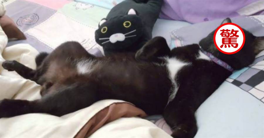 貓咪網友曬自家黑貓「大佬睡姿」，被全網瘋傳吐槽：好丑！快刪掉！