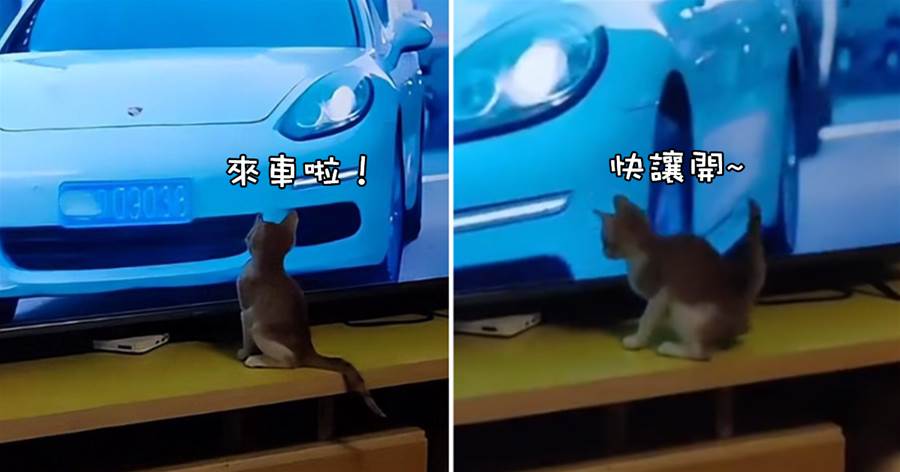 貓咪看電視看到有車經過，后退兩步乖乖讓路驚呆主人：成精了？