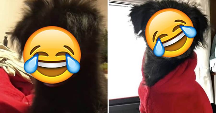 男子從西藏帶回來的狗子 有一顆搖滾的心 網友：看髮型就看出來了