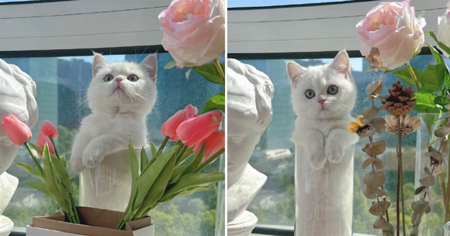網友買了花瓶要裝花，沒想到貓咪卻鉆了進去變成了「一瓶貓」，網笑噴：這花長「貓」了！