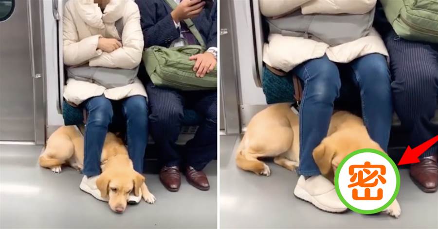 導盲犬跟主人上捷運，累到趴在地上休息，主人的「小動作」感動眾人！