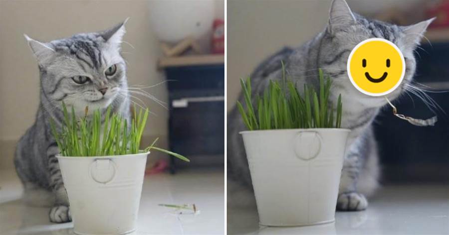 網友家的貓咪，超級認真地在吃草，表情堪稱表情帝，笑掉網友的大牙