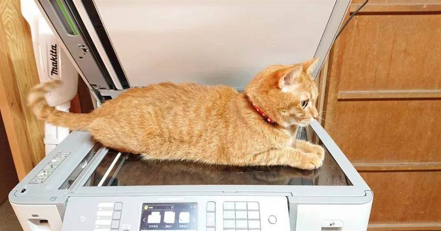 貓咪趴在復印機上被掃了一遍之后，意外暴露了自己肚皮的「神秘結構」 ，眾網被萌翻：快打印5萬份！