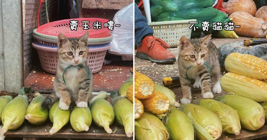 貓咪幫著主人賣玉米，面對眾人面不改色：朕只賣玉米，不賣身！