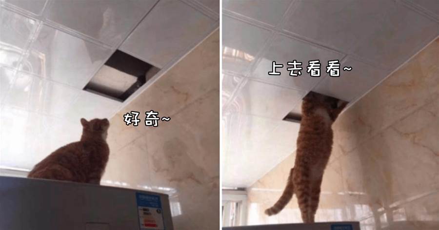 家里天花板開了洞，于是橘貓幫忙上去查看，結果一片吊頂全都踩塌，網笑噴：重量級選手！