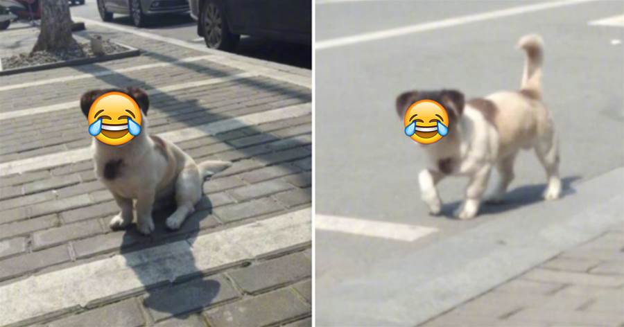 偶遇一只自帶「眼罩」的狗，走進一看讓人笑噴，網友：自帶笑點