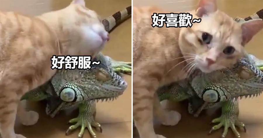 橘貓把蜥蜴當成貓抓板，一蹭就上癮，蜥蜴滿臉享受：巴適的很~