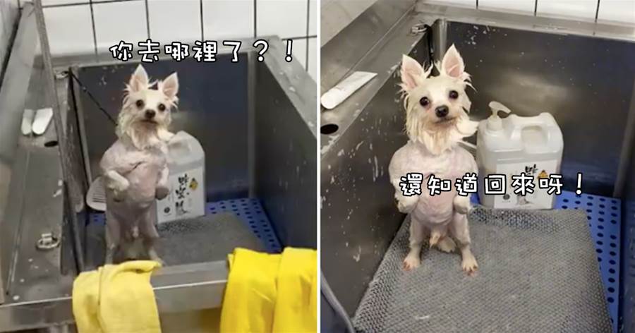網友給狗狗洗澡，洗到一半有事離開，回來時看到牠站起來叉著腰，滿臉氣噗噗：你還知道回來呀！