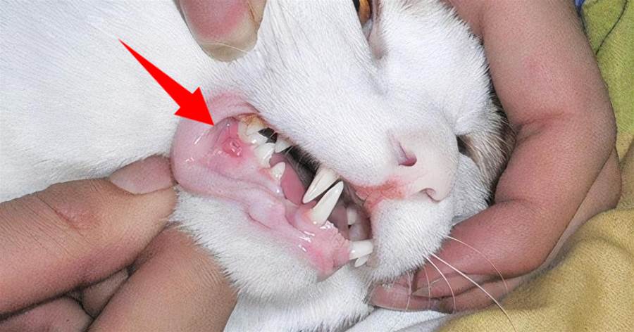 貓咪患「寄生蟲」的7大癥狀，看不出來的，不是合格的鏟屎官